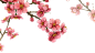 #梅花# 
#封面# 
#排版#
#免扣#
#矢量图#