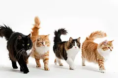 善变的宠物猫咪缅因猫摄影图片