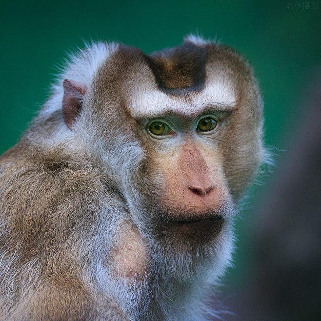平顶猴因头顶毛短形成平顶而得名国家一级保护动物