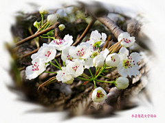 为爱守望采集到梨花朵朵开