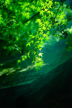 酱勒个油的秘密采集到素材——绿植绿色