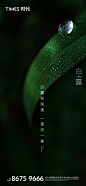 白露