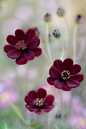 Chocolate cosmos, wonderful colour.