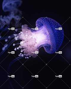 海蜇 触手 自然 动物 手机壁纸 水下 蜇 刺胞动物 海洋生命