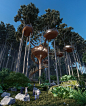 The nests cabins: Treehouse hotels designed by Veliz Arquitecto : Hotel complex located on the trees of a forest that are connected to each other by wooden suspension bridges and tensioners, all part of a central nucleus with a vestibule and a viewpoint r