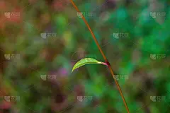 绿叶春色壁纸背景