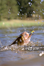 thrashing bass hooked on a jig