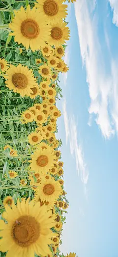 @壁纸阿优 的个人主页 - 微博