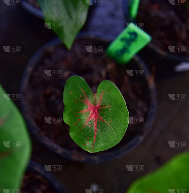 花式叶冠在自然界中的颜色。素材-花瓣网