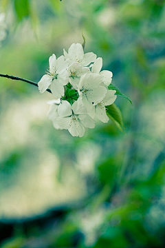 猫袋子瞳采集到❀Flower❀