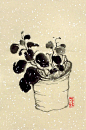 去年秋海棠，竟然活到今。虽然不开花，绿叶却常新。