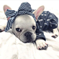 French Bulldog Puppy #ilikebigbowsandicannotlie: 