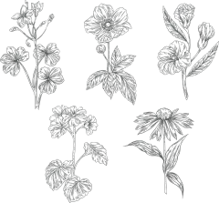 手绘素描花卉植物花朵元素铅笔画复古黑白