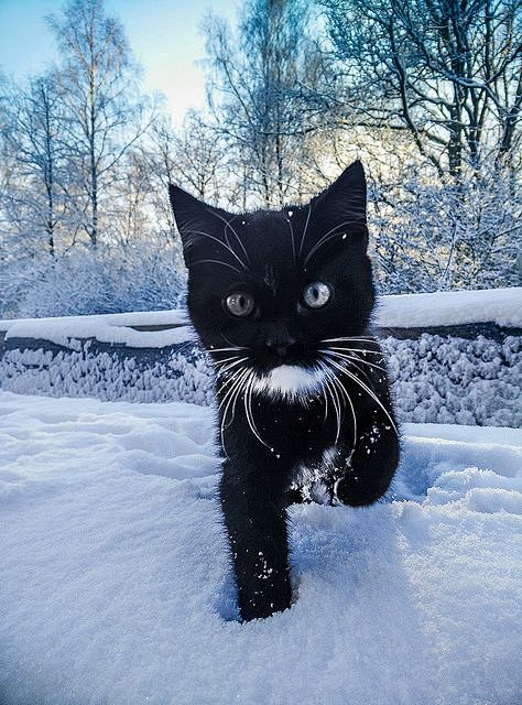 白雪黑猫。。 #喵星人#