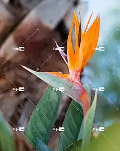 极乐鸟 花 植物 盛开 开花 花壁纸 美丽的花朵 花卉背景