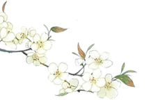 小个子圆采集到叶子和花
