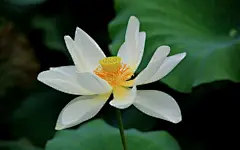 荷花大尺寸桌面壁纸壁纸图片 - 花卉壁纸 - 小米辣素材网_免费素材下载的素材网-集素材大全网站素材之精华