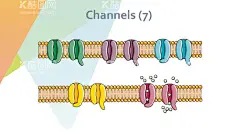 细胞生物学和组织学  - 源文件下载【酷图网】细胞生物学,组织学,医疗元素,医疗插画,医疗素材,医学元素,医学素材