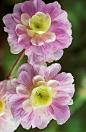 ~~Geranium pratense 'Summer Skies'~~