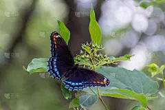 加拿大安大略省的红点紫蝴蝶(Limenitis arthemis astyanax)，近距离展示美丽