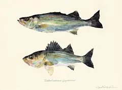 Yusei Nagashima画中的海洋生物 ​​​​