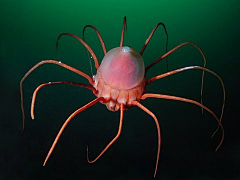 辉煌虾1009采集到海底生物