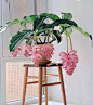 Plant Care Guides: Medinilla magnifica