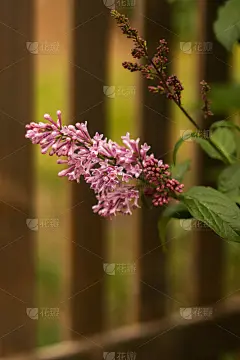 淡紫色