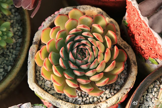 多肉植物如何浇水