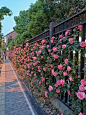 月季花道路的搜索结果_百度图片搜索