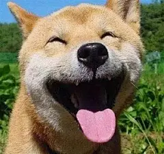 柴犬表情包 的图像结果