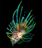 【海洋生物】生活在大海中色彩缤纷的鱼类