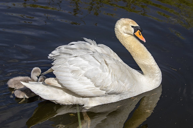 Mute Swans : 'Family...