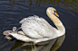 Mute Swans : 'Family Smith' - A pair of mute swans, with seven cygnets, now three days old and exploring the Fenland dykes.