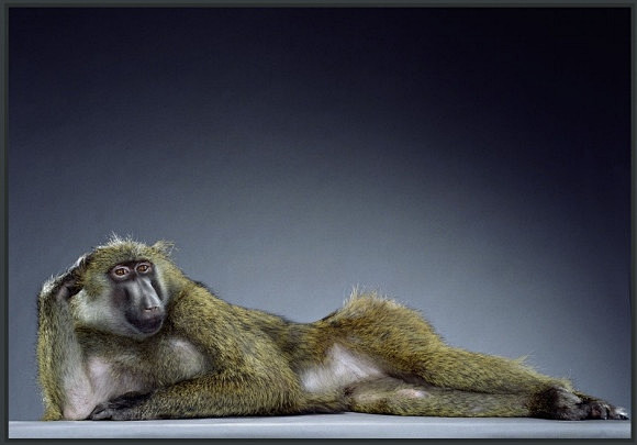 摄影师Jill Grennberg 的猴...
