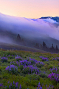 colorel11:

© Danny SeidmanHills at Hurricane Ridge