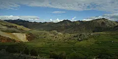 马奶茶
