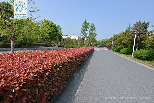 红叶石楠 Photinia × fras...