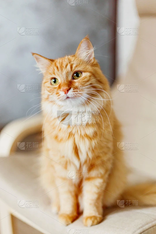 姜黄色的猫,可爱的,毛绒绒,宠物,好奇心,椅子,垂直画幅,注视镜头,家畜,色彩鲜艳素材-花瓣网