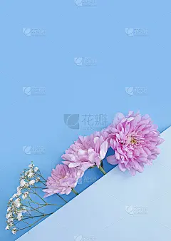 彩色背景上美丽的花朵，很有创意
