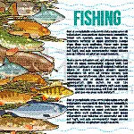 海洋,商品,鱼类,海产,渔业,食品,图像,鲔鱼,钓鱼