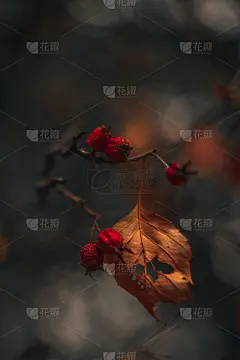 野生的红浆果生长在干燥的秋天树在模糊的秋天背景。秋季，季节的活植物在自然界。