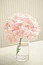 pink hydrangea: 