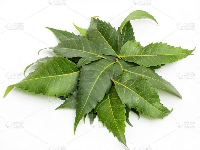 印楝叶孤立在白色背景上，印楝叶，药用印楝叶