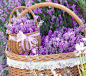 General 1440x1280 flowers lavender baskets purple flowers ribbon