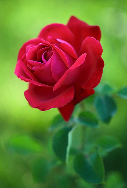 谁在人间也不会很久很久，所以要提醒自己，和命运相伴，要好好的，暖暖的，和和的，静静的。