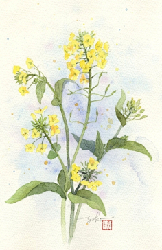 はるさき水彩,水彩,插画,早春,油菜花,动漫不二淡采集到油菜花图采集