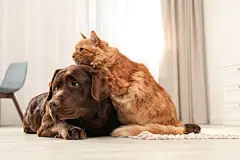 点击来源直接获取大图文件 |Cat and dog together on floor indoors. Fluffy friends