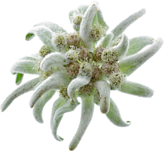 七七八八K采集到植物素材