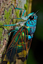 Turquoise cicada (Zamarra sp.) Photo: PBertner.